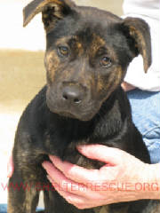 A-12pup9742.JPG
