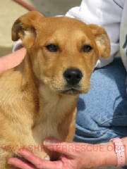A-12pup9743pic1.JPG