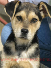A-12pup9745pic1.JPG