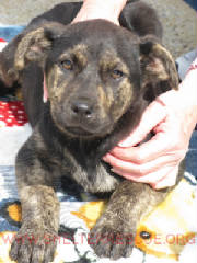 A-12pup9746.JPG