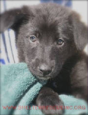 A-13pup13199pic1.jpg