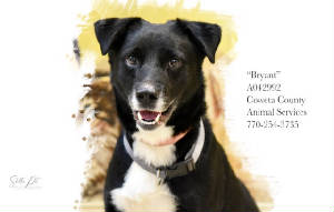 A-15BryantA042992pic1.jpeg
