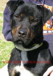 A-16rott9357pic1.JPG