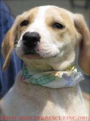 A-18beapup15067wtmk.jpg