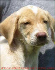 A-18beapup15069wtmk.jpg