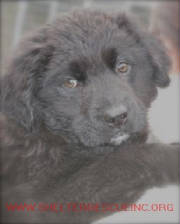 A-7pup13296pic1.jpg
