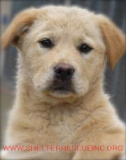 A-7pup13298pic1.jpg