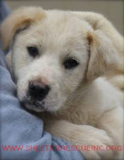 A-7pup13299pic1.jpg