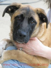 B-11shep10165pic1.JPG