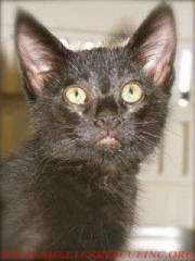 C-11blk14635pic1wtmk.jpg