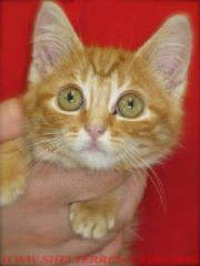 C-14Garfieldot14764pic1wtmk.jpg