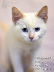 C-19DreamsicleA035528pic1.jpg