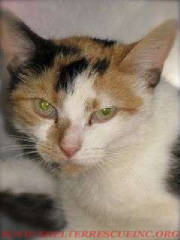C-23Calico14843wtmk.jpg