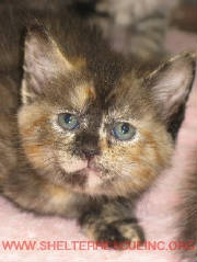 C-26torti10391pic1.JPG
