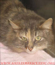 C-30dtort13908pic1wtmk.jpg