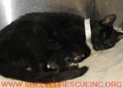 C-30family1.JPG