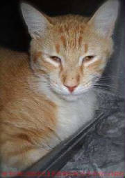 C-31Cindyot14739pic1wtmk.jpg