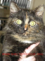 C-9torti9625pic1.JPG