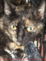 DT-4tortimom14811wtmk.jpg