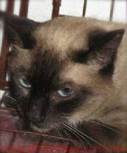 DT-7siam14672pic1wtmk.jpg