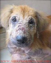 I-14ret14890pic1wtmk.jpg