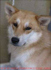 I-4cdog14743pic4wtmk.jpg