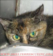 IC-2torti14737wtmk.jpg