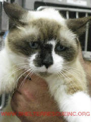 IC-7Frankie12361pic1.JPG