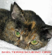 IC-9torti18054pic1.jpg