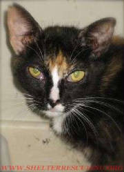 PT-1Tinytort14729pic1wtmk.jpg