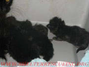 PT-5blkmomkits14264pic2wtmk.jpg