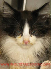 PTkit12997pic1.JPG