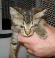 PetTaxigt12164.jpg