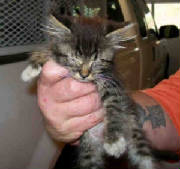 PetTaxigtw12163.jpg