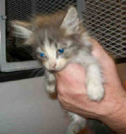PetTaxigtw12165.jpg