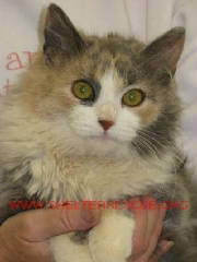 c-11dcal9313pic1.JPG