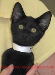 c-21blk11162pic1.JPG