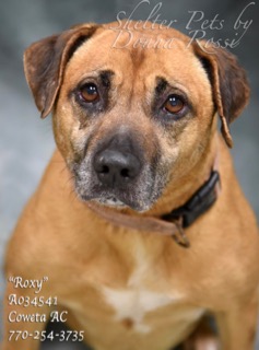 A-16RoxyA034541pic1.jpg