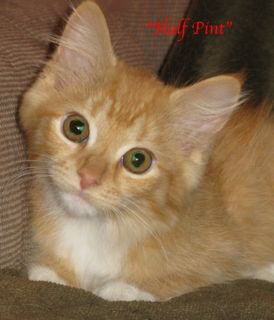 Halfpint1.jpg
