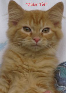 Tatertot2.jpg