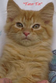 Tatertot3.jpg