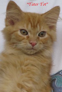 Tatertot4.jpg