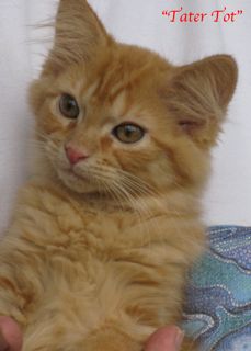 Tatertot5.jpg