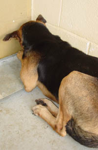 b-12malnourishedshepmix3coweta10-12-02.jpg