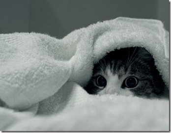 cattowel.jpg