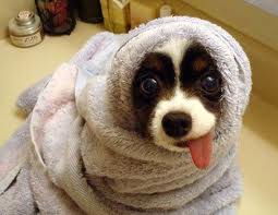 toweldog.jpeg